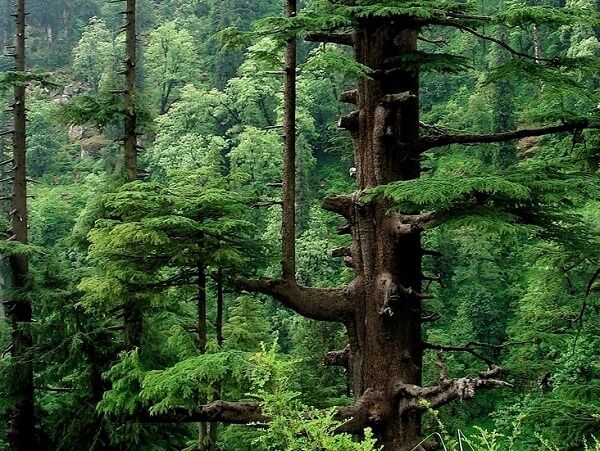 Cây gỗ Tuyết Tùng (Cedar Wood)