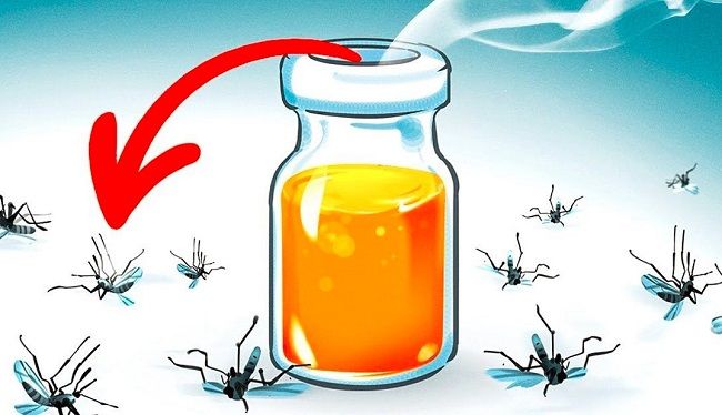 Tinh dầu khuynh diệp có tác dụng xua đuổi muỗi